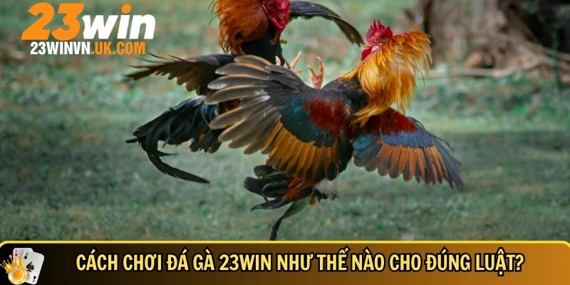 Hướng dẫn chi tiết cách chơi đá gà 23WIN đúng luật