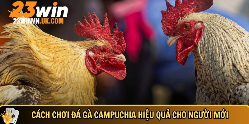 Đá gà Campuchia là gì? Cách chơi, mẹo thắng và lưu ý cần biết 4 Hướng dẫn chi tiết cách chơi đá gà Campuchia hiệu quả cho người mới