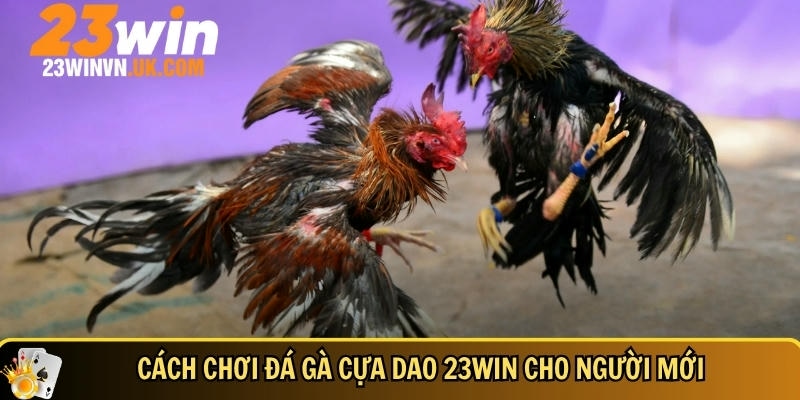 Đá gà cựa dao 23WIN là gì? Cách chơi và mẹo thắng nhanh 3 Tìm hiểu cách chơi đá gà cựa dao tại 23 WIN cho người mới