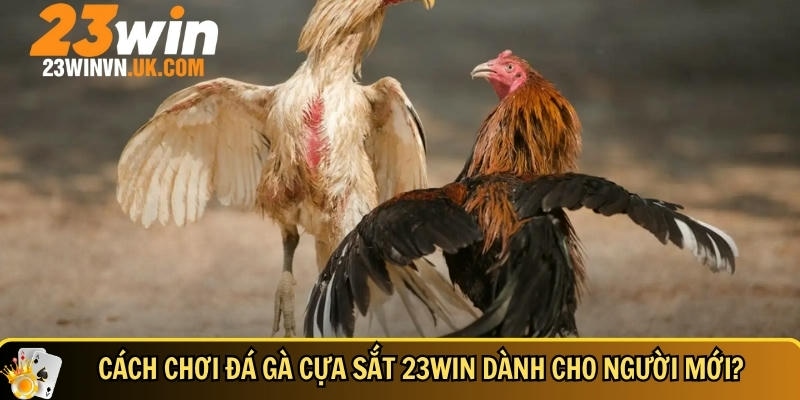 Đá gà cựa sắt 23WIN là gì? Luật chơi và mẹo cược dễ thắng 3 Cách chơi đá gà cựa sắt hiệu quả tại 23WIN