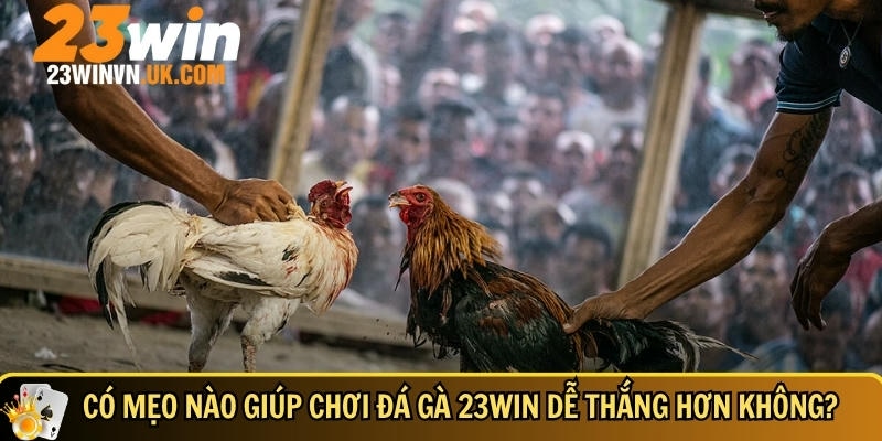 Mẹo chơi đá gà 23WIN dễ thắng