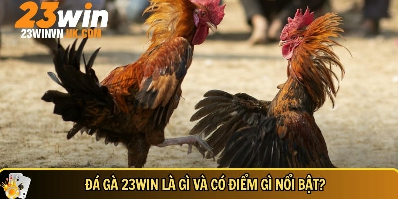 Khám phá tổng quan về đá gà 23WIN