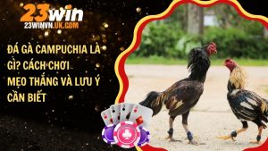 Đá gà Campuchia là gì? Cách chơi, mẹo thắng và lưu ý cần biết