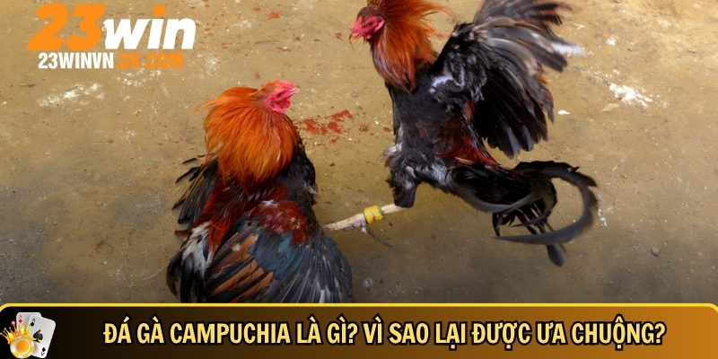 Đá gà Campuchia là gì? Cách chơi, mẹo thắng và lưu ý cần biết 2 Giới thiệu tổng quan về đá gà Campuchia
