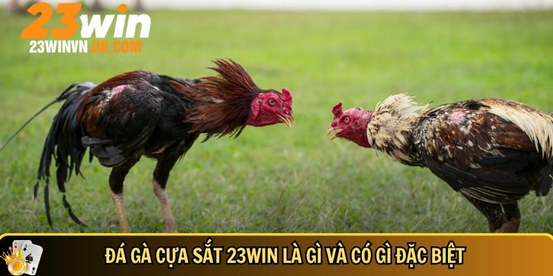 Đá gà cựa sắt 23WIN là gì? Luật chơi và mẹo cược dễ thắng 2 Tìm hiểu điều đặc biệt tại đá gà cựa sắt 23WIN