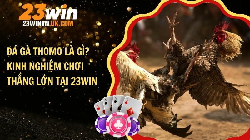 Đá gà Thomo là gì? Kinh nghiệm chơi thắng lớn tại 23WIN