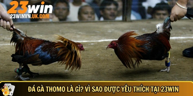 Đá gà Thomo là gì? Kinh nghiệm chơi thắng lớn tại 23WIN 2 Giới thiệu tổng quan về đá gà Thomo tại 23WIN