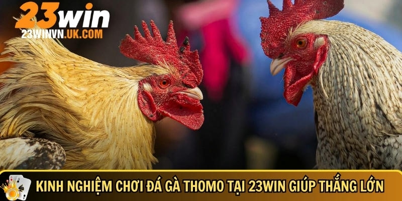 Đá gà Thomo là gì? Kinh nghiệm chơi thắng lớn tại 23WIN 4 Mẹo và bí quyết chơi đá gà Thomo thắng lớn tại 23WIN