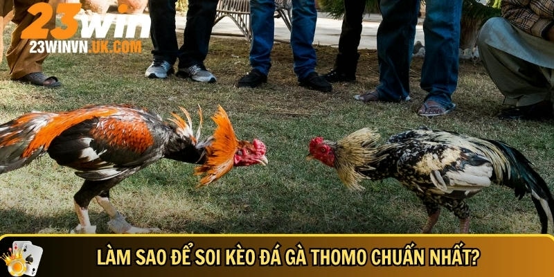 Đá gà Thomo là gì? Kinh nghiệm chơi thắng lớn tại 23WIN 5 Hướng dẫn cách để soi kèo đá gà Thomo hiệu quả