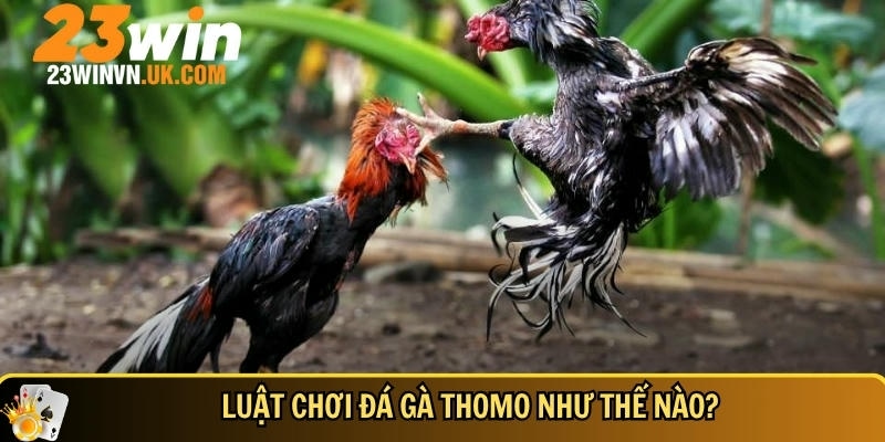Đá gà Thomo là gì? Kinh nghiệm chơi thắng lớn tại 23WIN 3 Khám phá tổng quan về luật chơi đá gà Thomo cơ bản