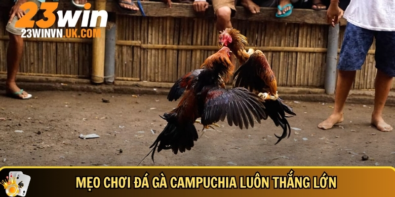 Đá gà Campuchia là gì? Cách chơi, mẹo thắng và lưu ý cần biết 5 Mẹo và bí quyết tham gia chơi đá gà Campuchia hiệu quả cho người mới