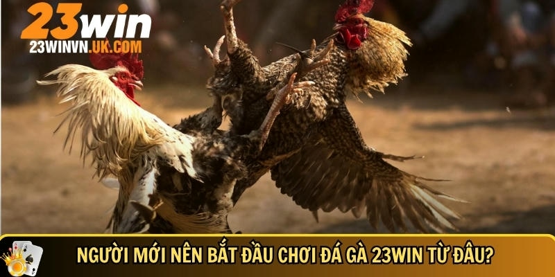 Hướng dẫn cách chơi đá gà cho người mới tại 23WIN