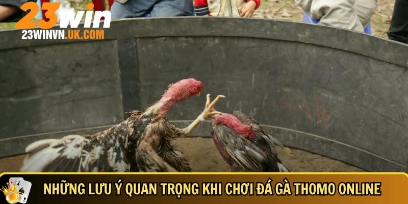 Đá gà Thomo là gì? Kinh nghiệm chơi thắng lớn tại 23WIN 6 Các lưu ý quan trọng khi chơi đá gà Thomo hiệu quả